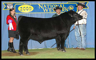 KCJ Angus