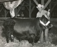 KCJ Angus