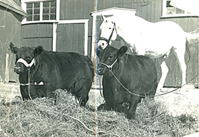 KCJ Angus
