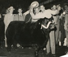 KCJ Angus