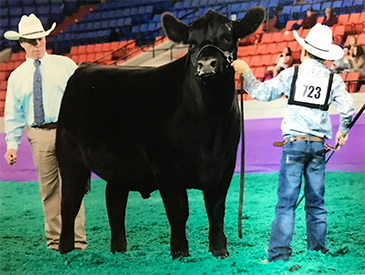 KCJ Angus
