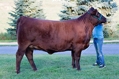 Cattle