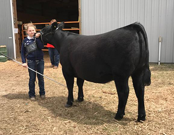 KCJ Angus