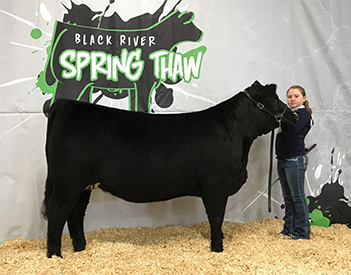 KCJ Angus