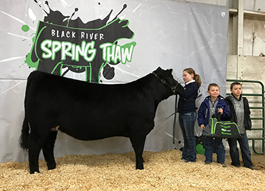 KCJ Angus