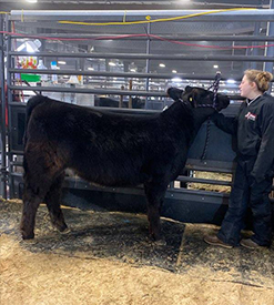 KCJ Angus
