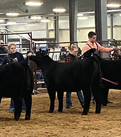 KCJ Angus