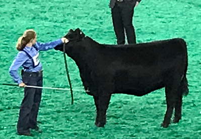 KCJ Angus Winners
