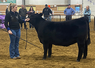 KCJ Angus