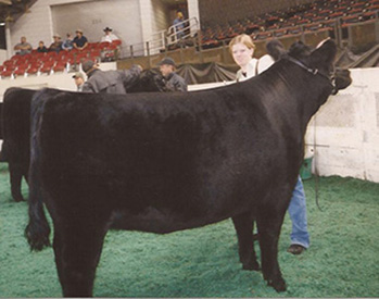 KCJ Angus Winners