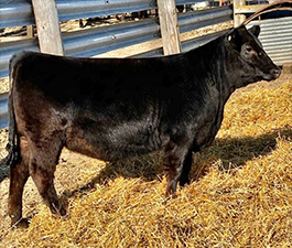 KCJ Angus For Sale