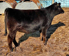 KCJ Angus For Sale
