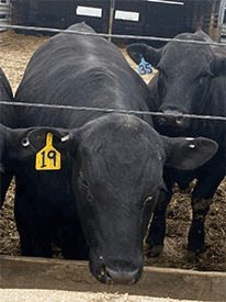KCJ Angus