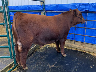 KCJ Angus