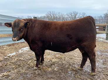 KCJ Angus