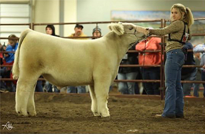 KCJ Angus Winners
